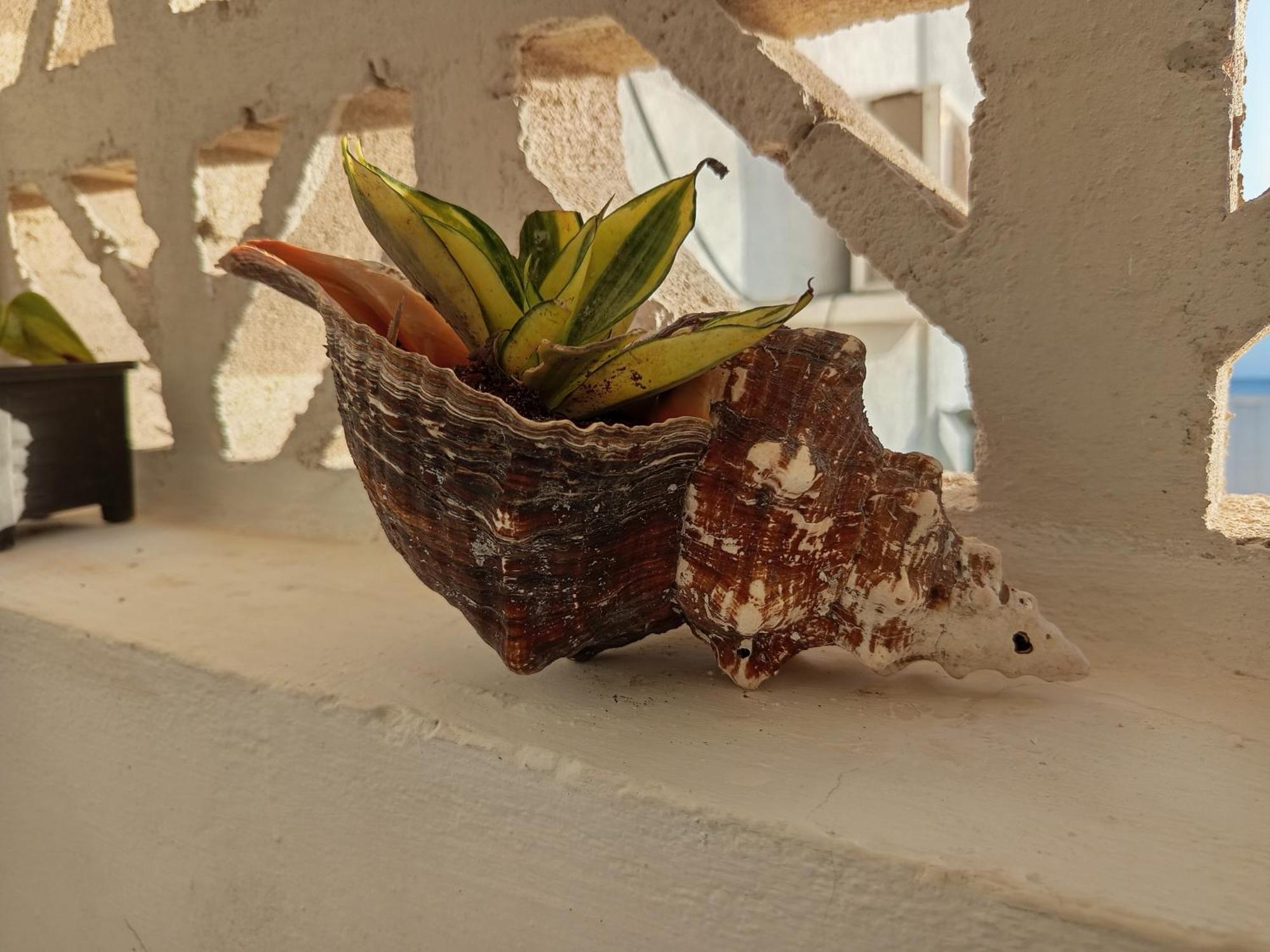 Mi Habitat Holbox-Maravilla Natural Exterior foto